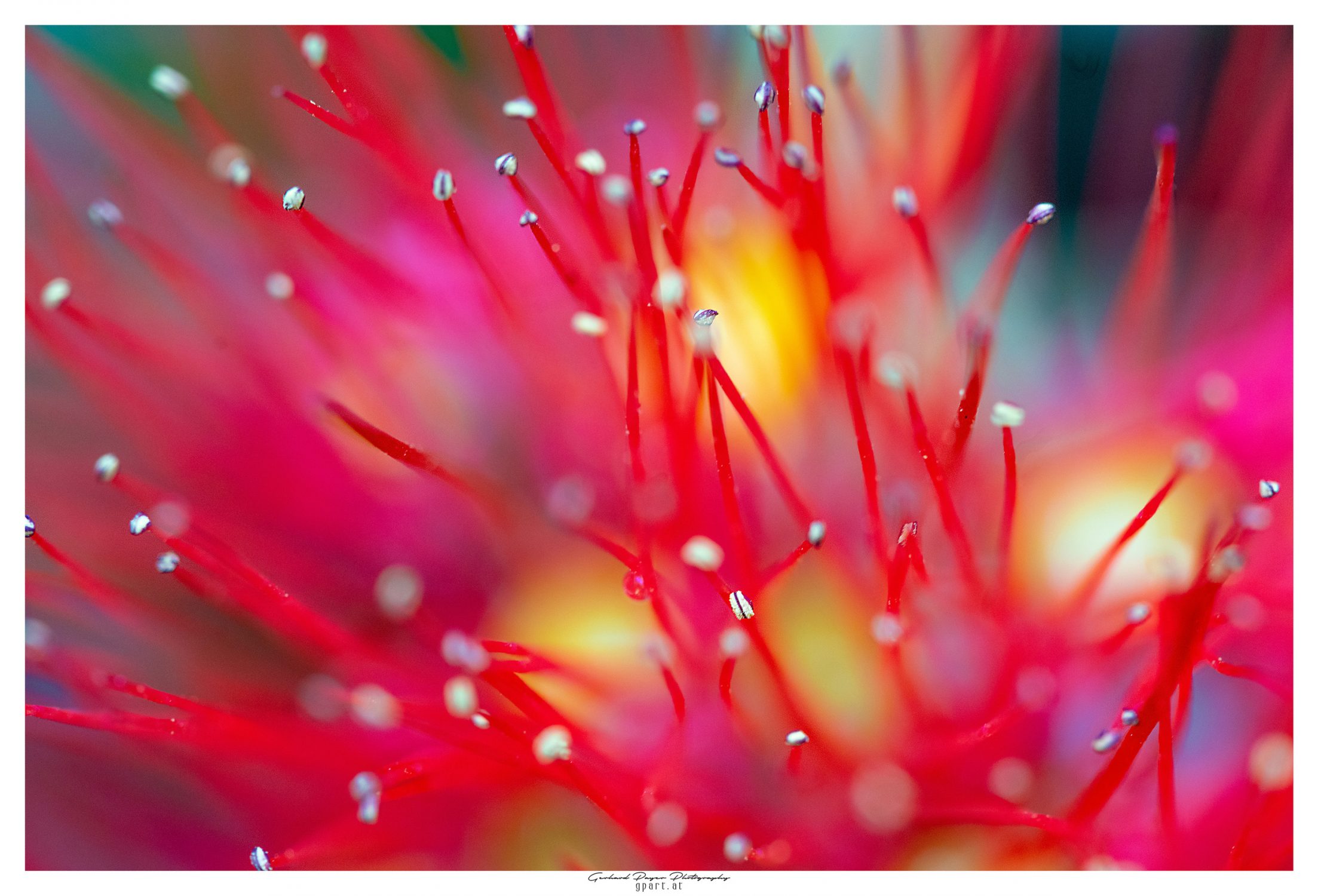 Blume aus Israel.